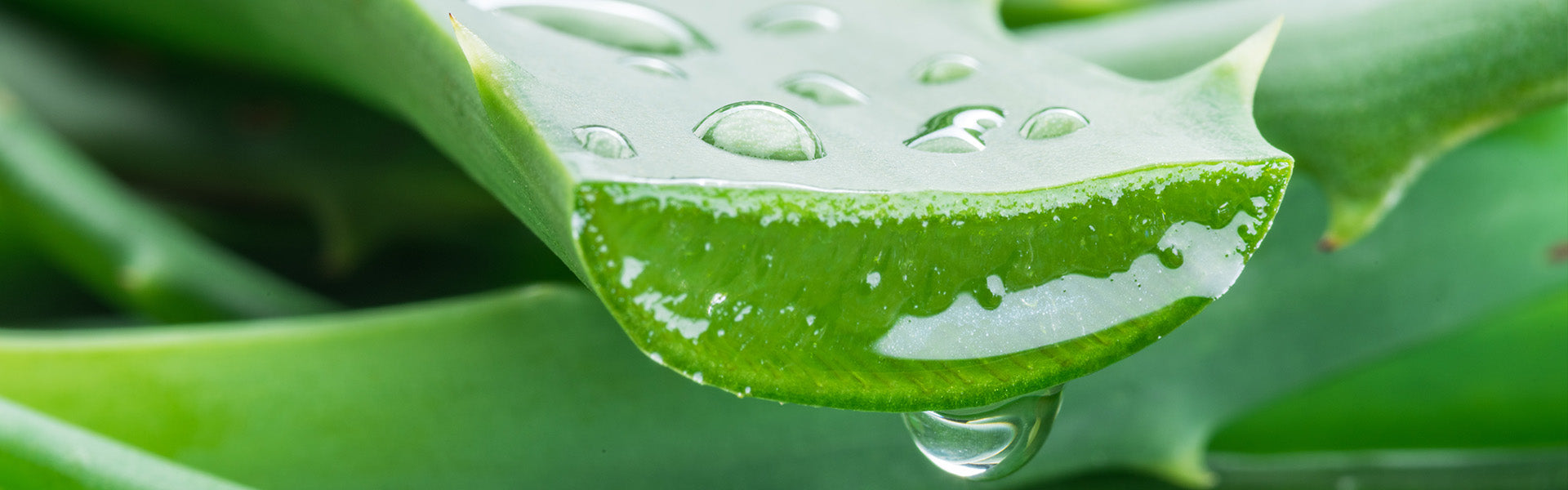 MEET ALOE VERA, OUR NEW SKINCARE HERO