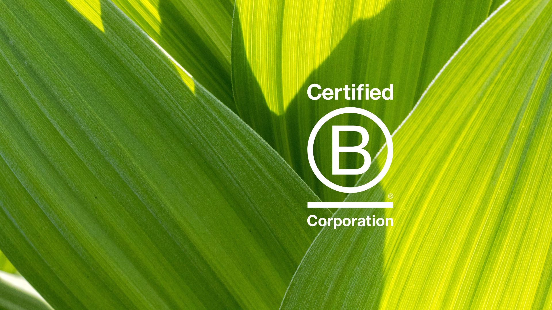 JURLIQUE'S JOURNEY TO B CORP CERTIFICATION