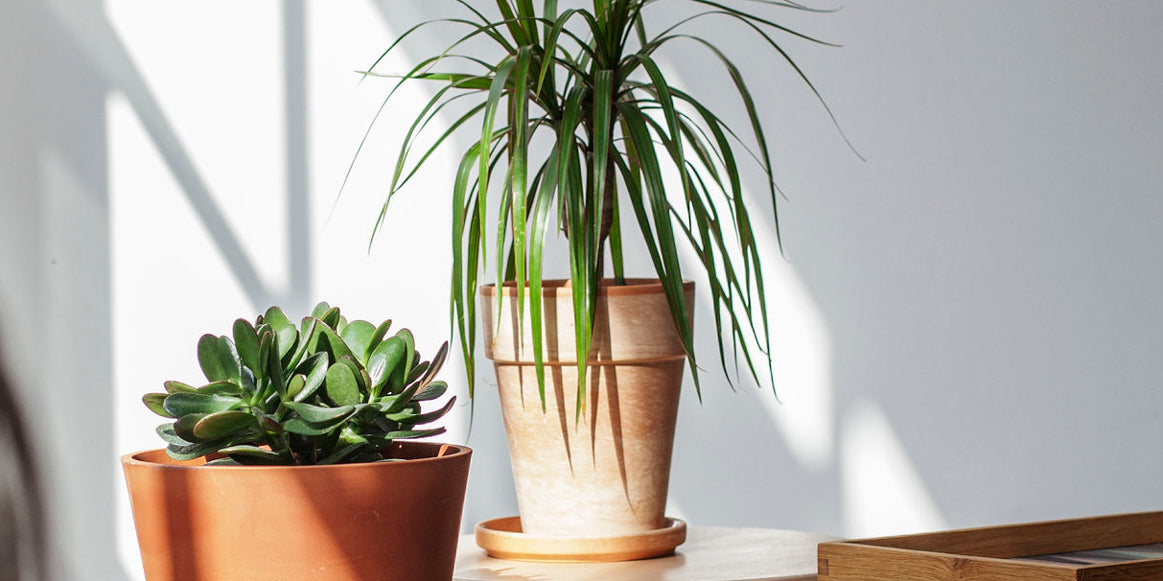 THE POWER OF PLANTS