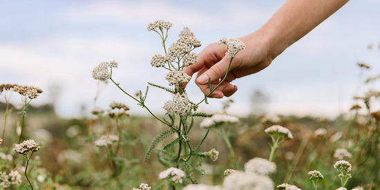 JOURNEY TO THE JAR: THE STORY OF OUR YARROW