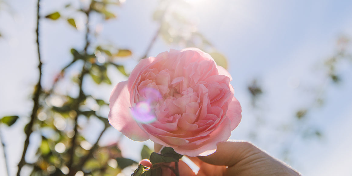 BOTANICALS FOR SOFTER SKIN