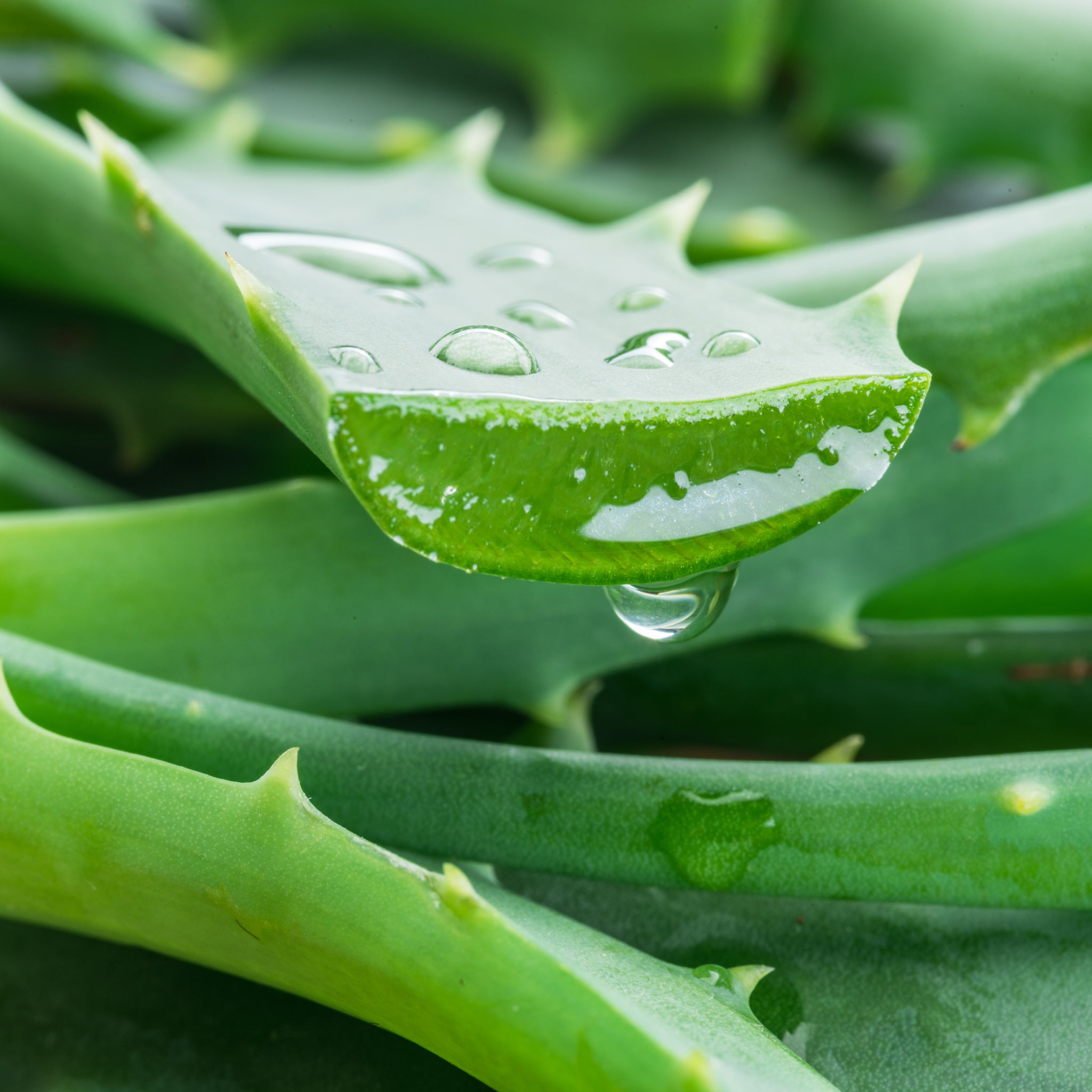 Aloe Vera