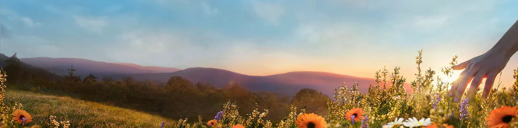 CALENDULA