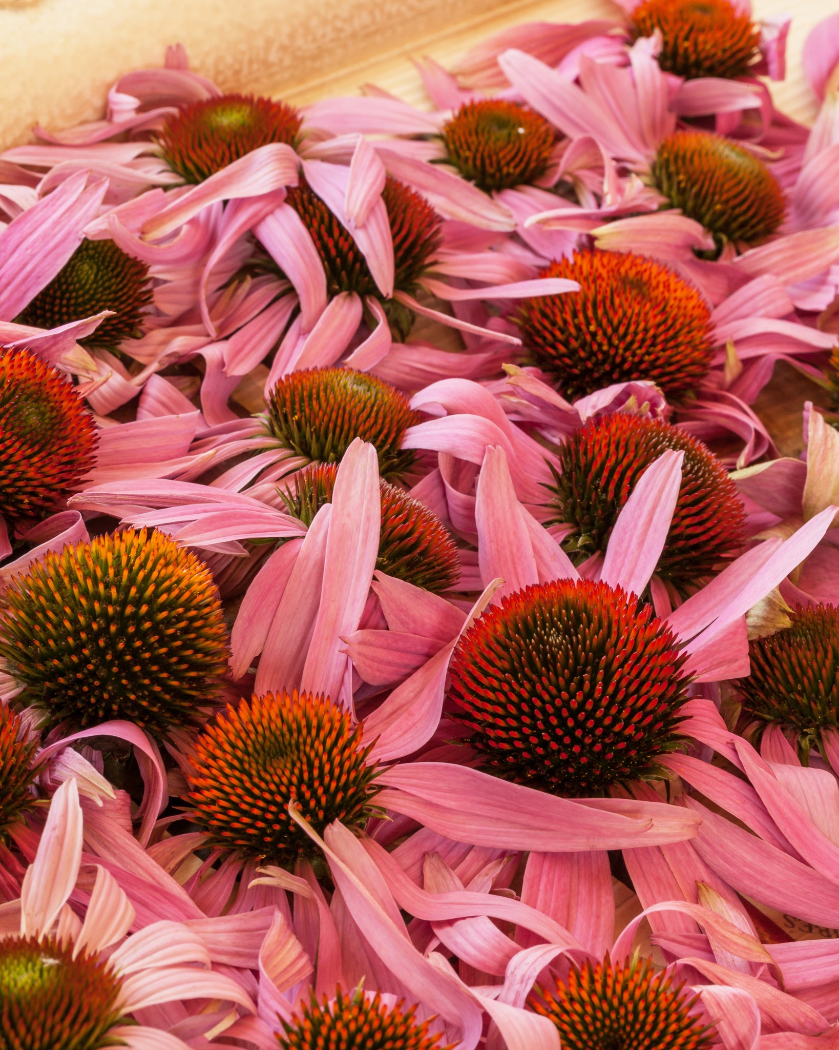 ECHINACEA