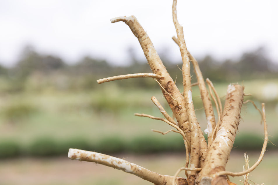 HORSERADISH