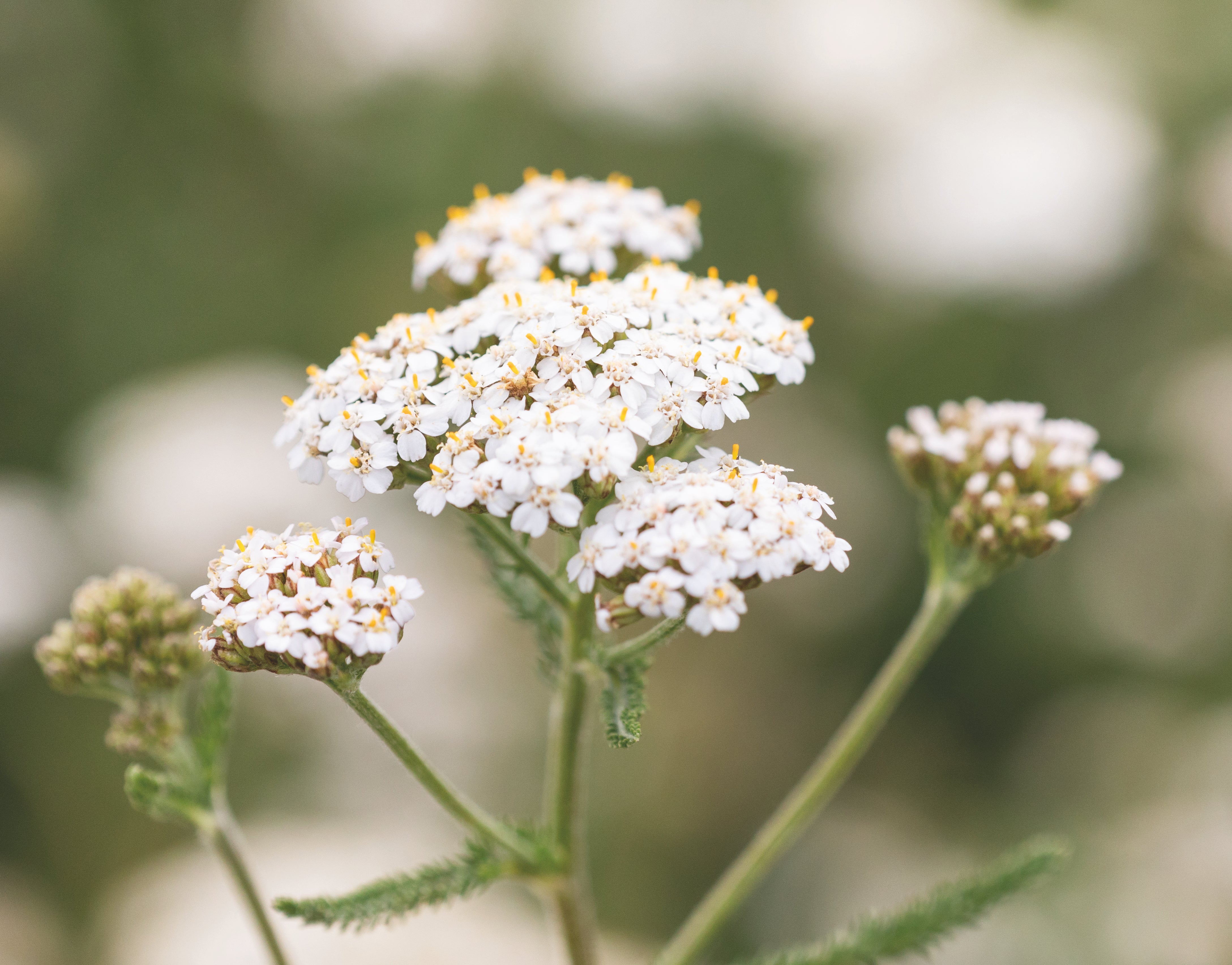 YARROW