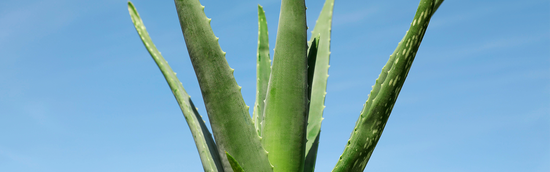 THE PROCESS BEHING OUR FARM-GROWN HERO ALOE VERA