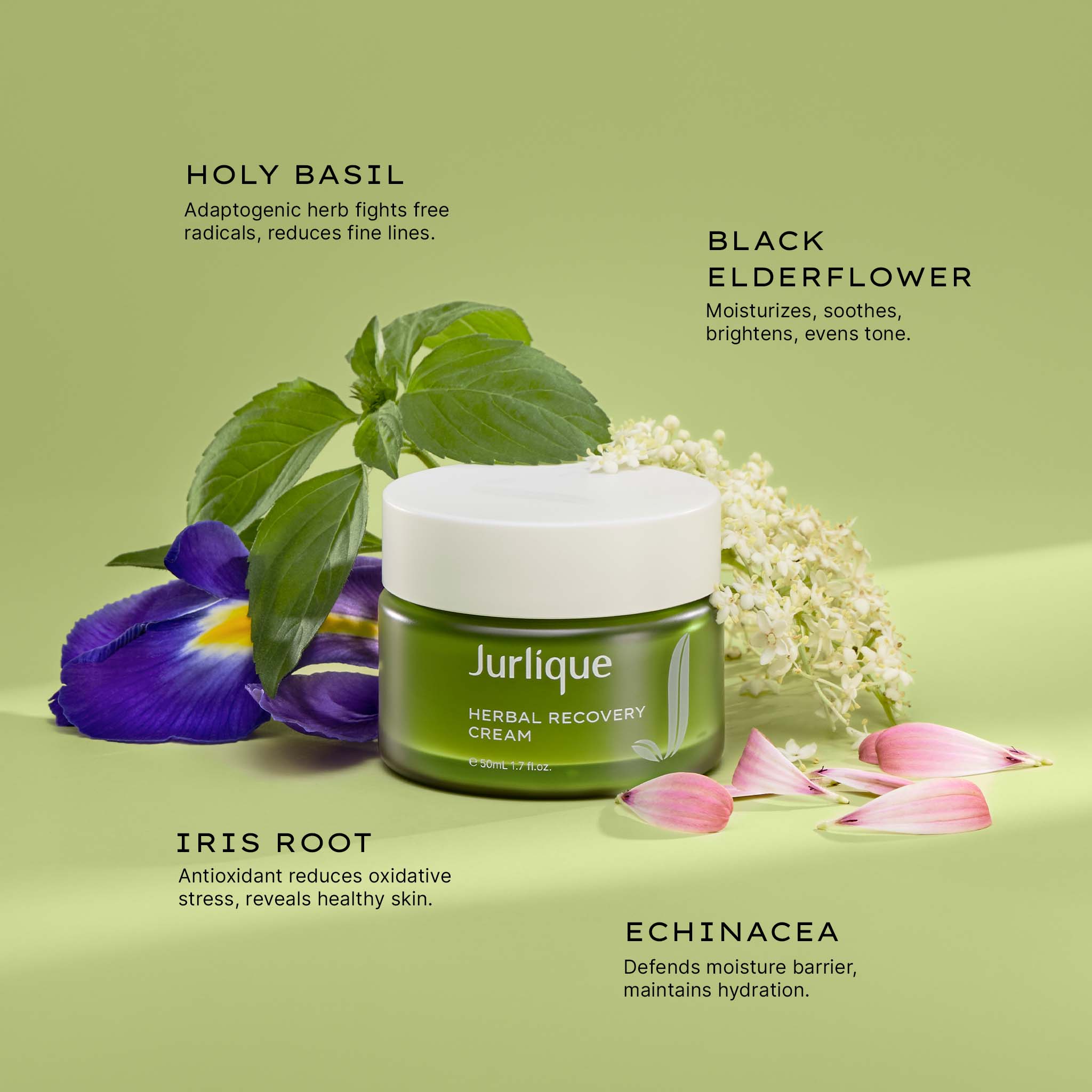 Herbal Recovery Cream | Jurlique Lightweight Moisturiser – Jurlique UK