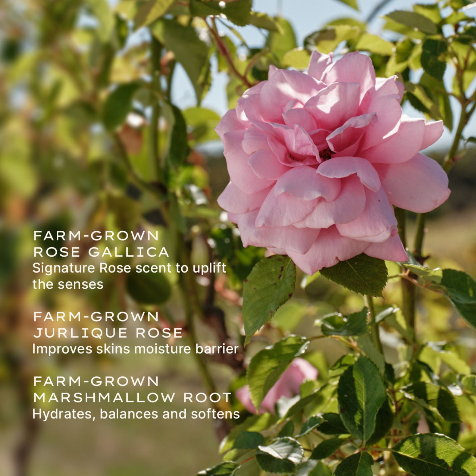 Rare Rose Serum